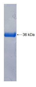 SDS-PAGE PDE6B-150H.jpg